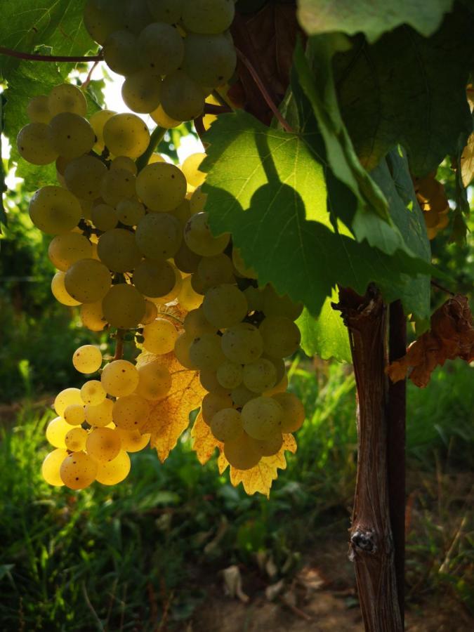 Pizzulin - Wine & Living Villa Prepotto  Ngoại thất bức ảnh